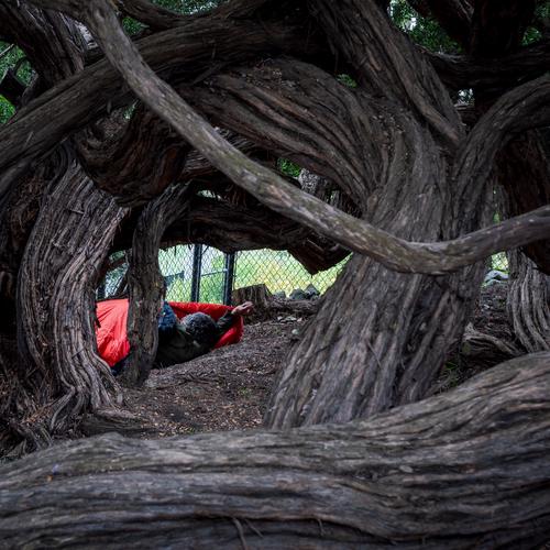 Человек спит в спальном мешке среди деревьев