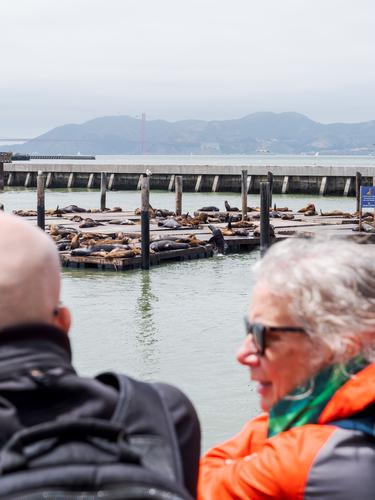 Люди смотрят на морских львов на причале