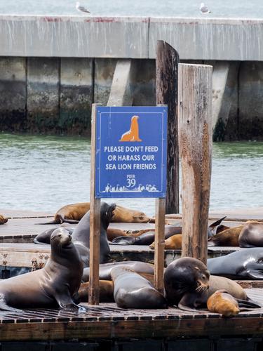 Морские львы на причале