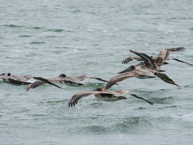 Пролетающая стая пеликанов