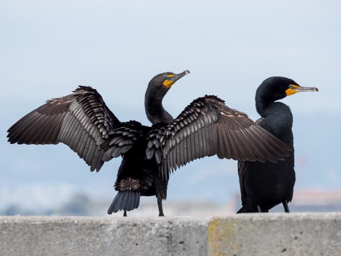 Баклан сушит перья