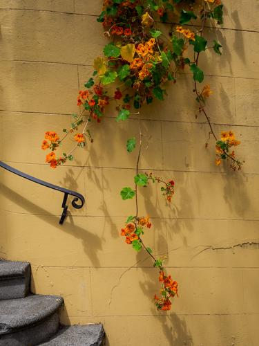 Вьющееся растение на фоне желтой стены